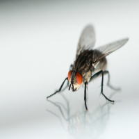 �C�G�o�G�ɂ���