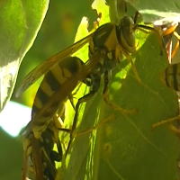 �A�V�i�K�o�`�ɂ���