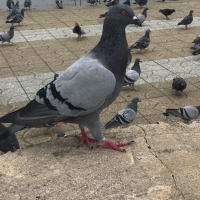 �h�o�g�ɂ���