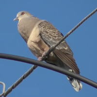 �L�W�o�g�ɂ���