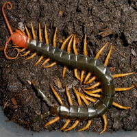 トビズムカデ（オオムカデ）について