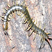 アオズムカデについて