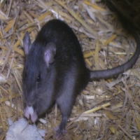 �N�}�l�Y�~�ɂ���