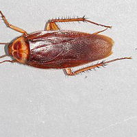 �������S�L�u���ɂ���