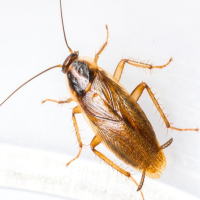 �`���o�l�S�L�u���ɂ���