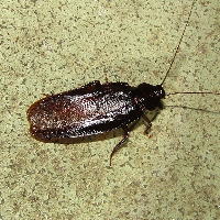 ���}�g�S�L�u���ɂ���