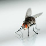 �C�G�o�G�ɂ���