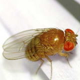 �V���E�W���E�o�G�ɂ���