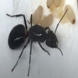 トビイロケアリについて