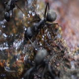 クロオオアリについて