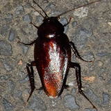 �N���S�L�u���ɂ���