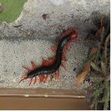 アカズムカデについて