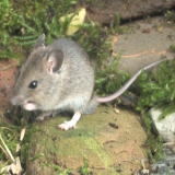 �n�c�J�l�Y�~�ɂ���