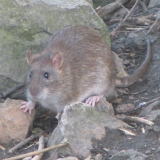 �h�u�l�Y�~�ɂ���