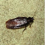 ���}�g�S�L�u���ɂ���